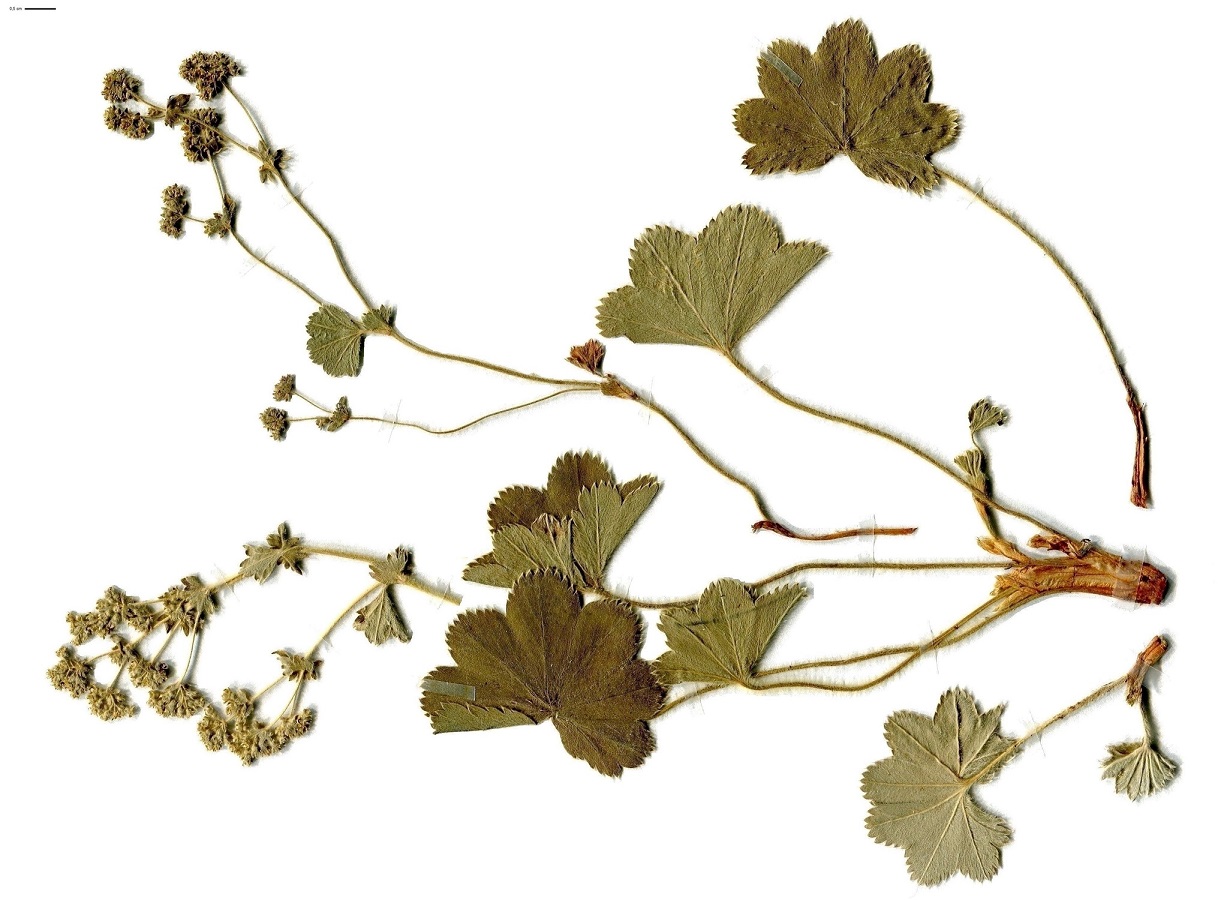 Alchemilla glaucescens (Rosaceae)